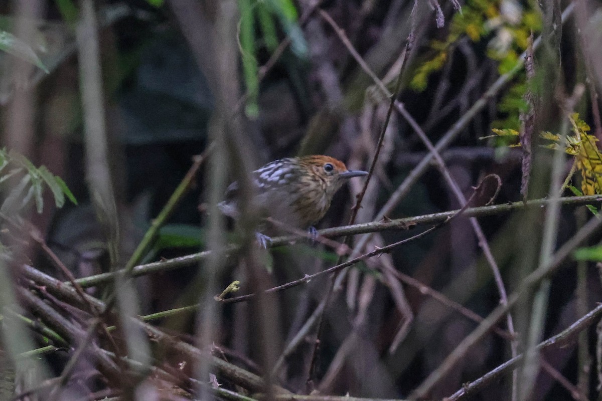 Amazonian Streaked-Antwren - Allison Miller