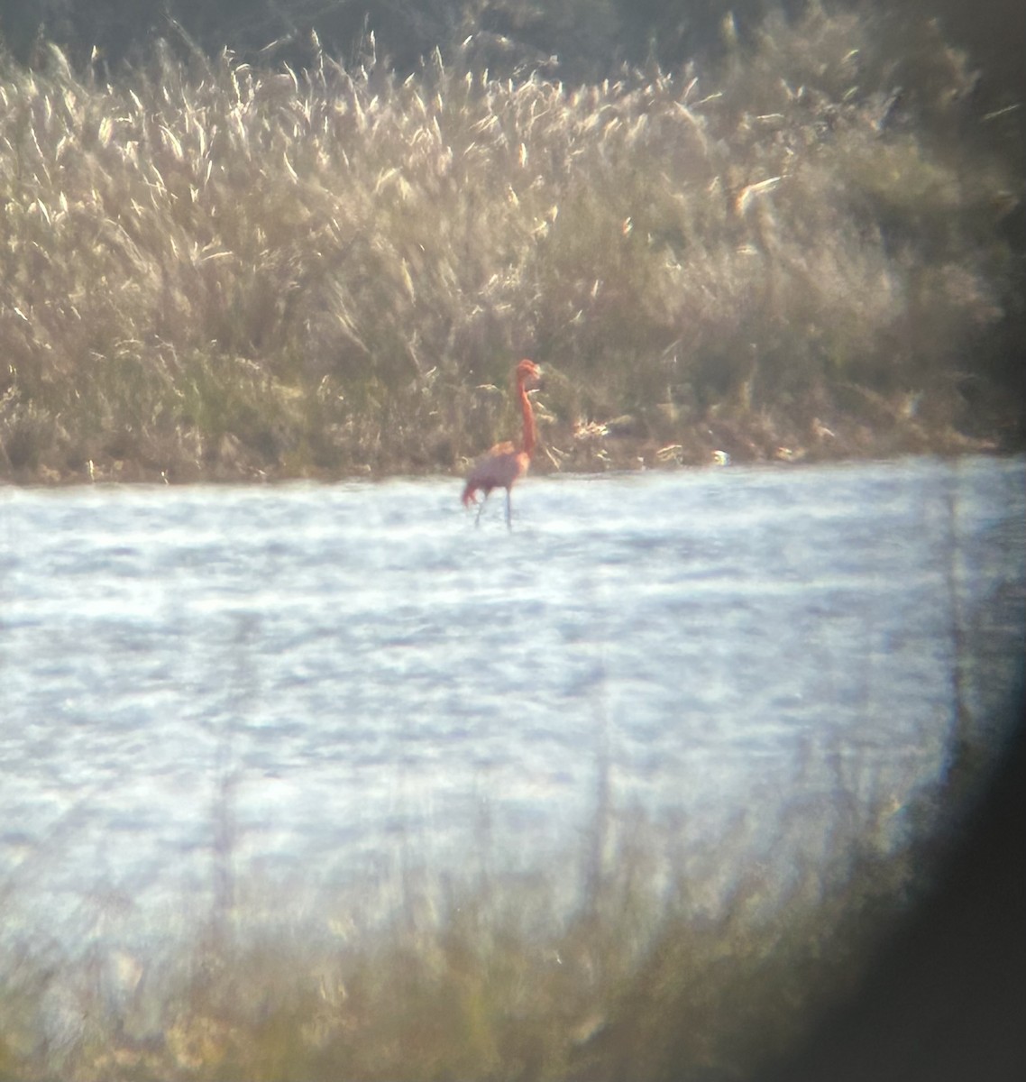 American Flamingo - ML513806521