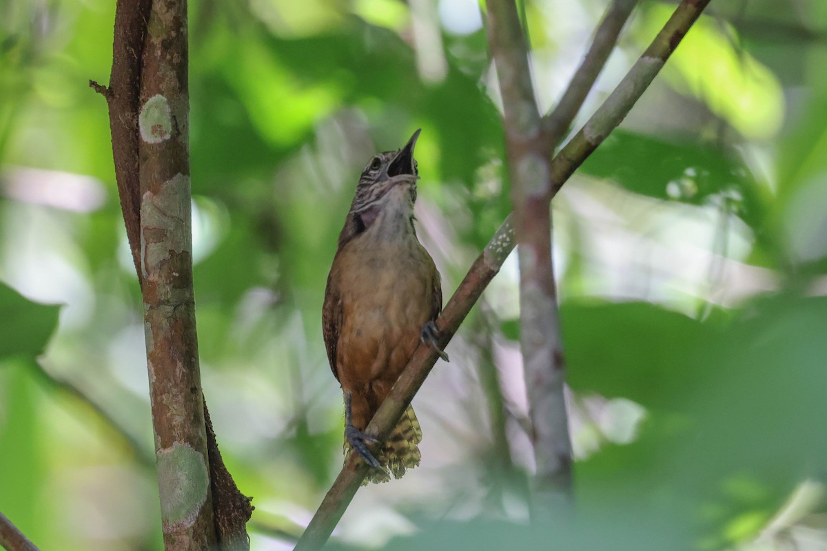 Buff-breasted Wren - ML513807371