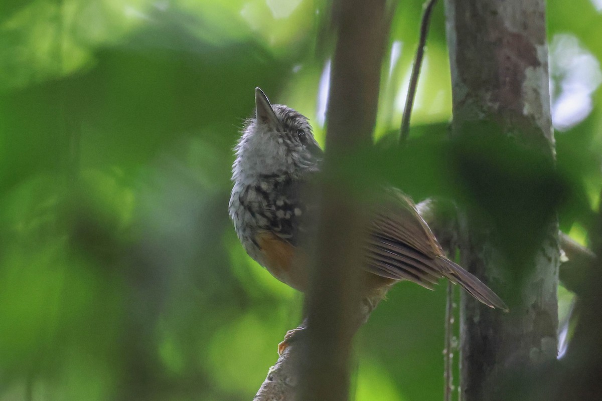 Peruvian Warbling-Antbird - ML513807391