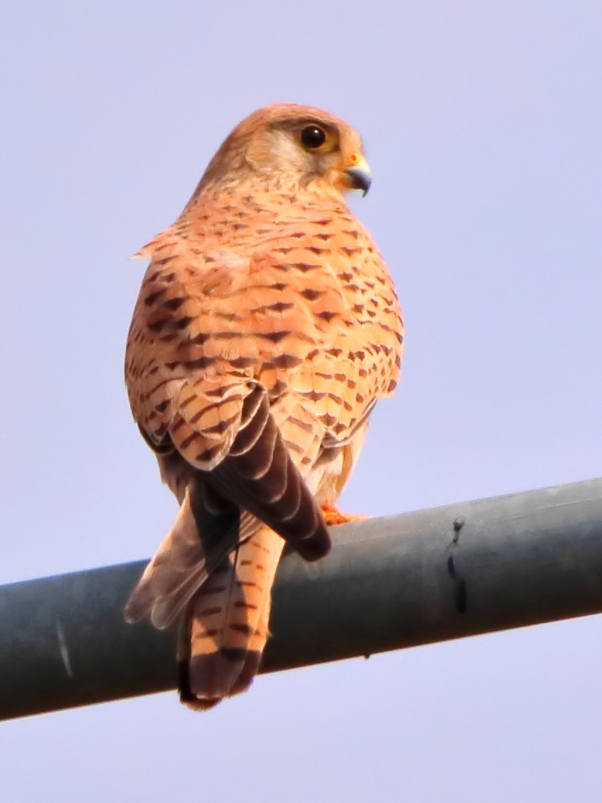 Начин шонхор - ML513807451