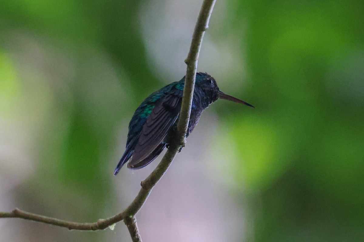 Blue-chinned Sapphire - ML513807521