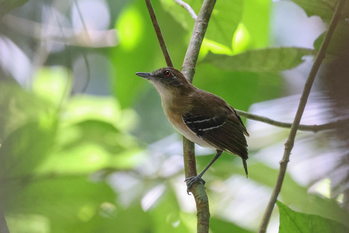 Black-tailed Antbird - ML513807631