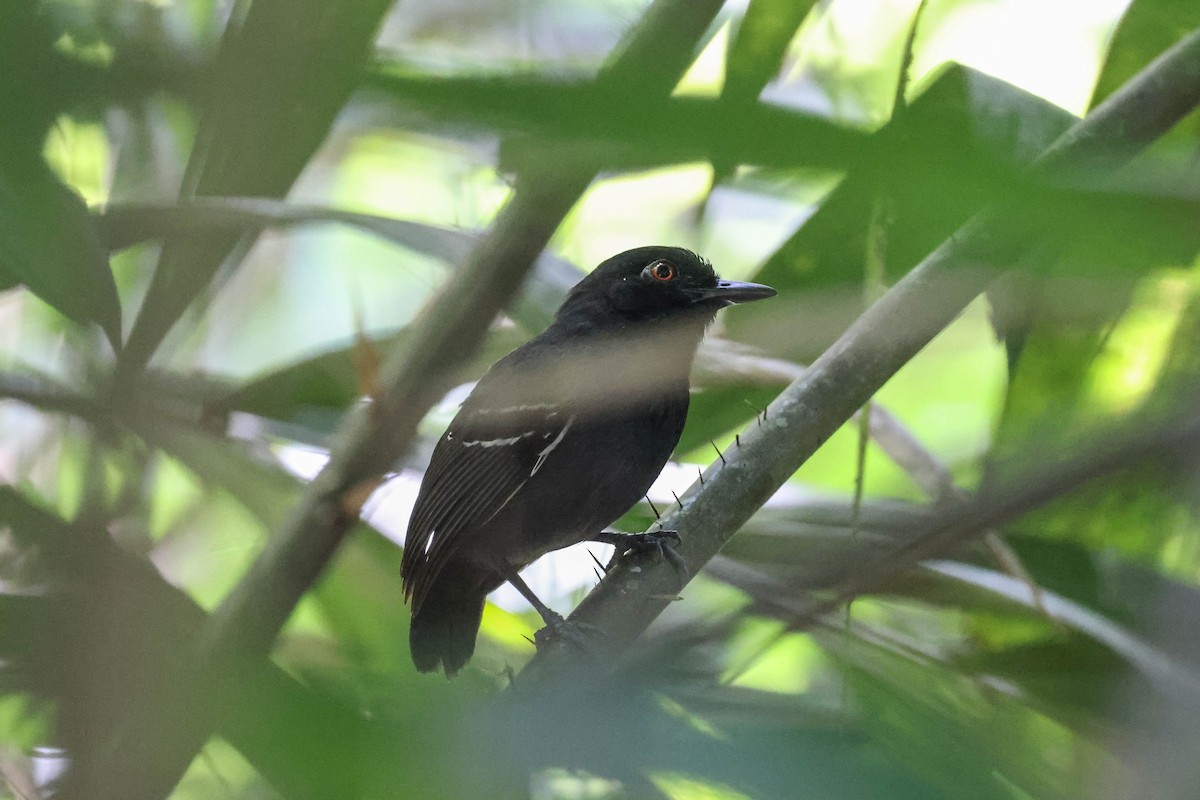 Black-tailed Antbird - ML513807741