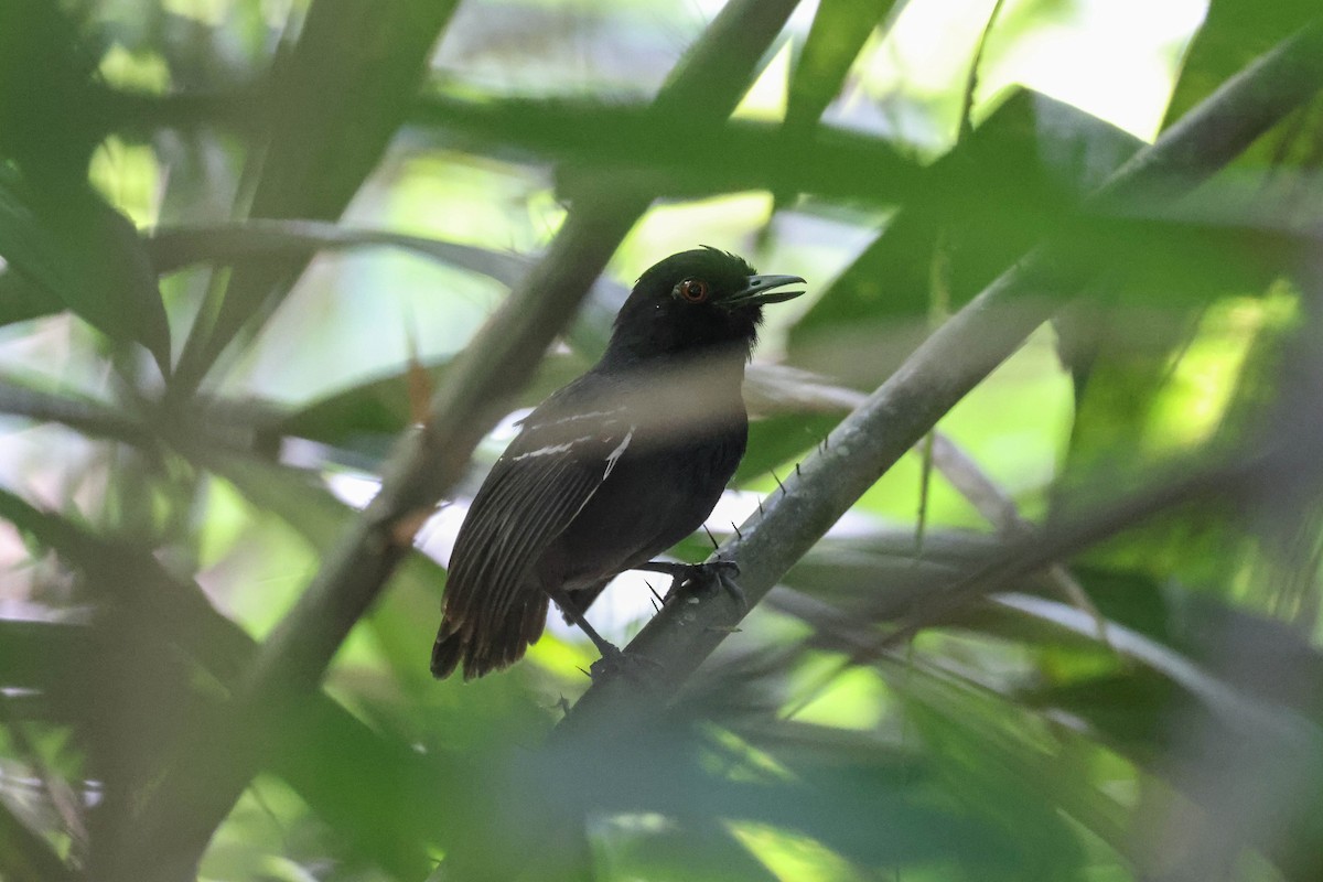 Black-tailed Antbird - ML513807751