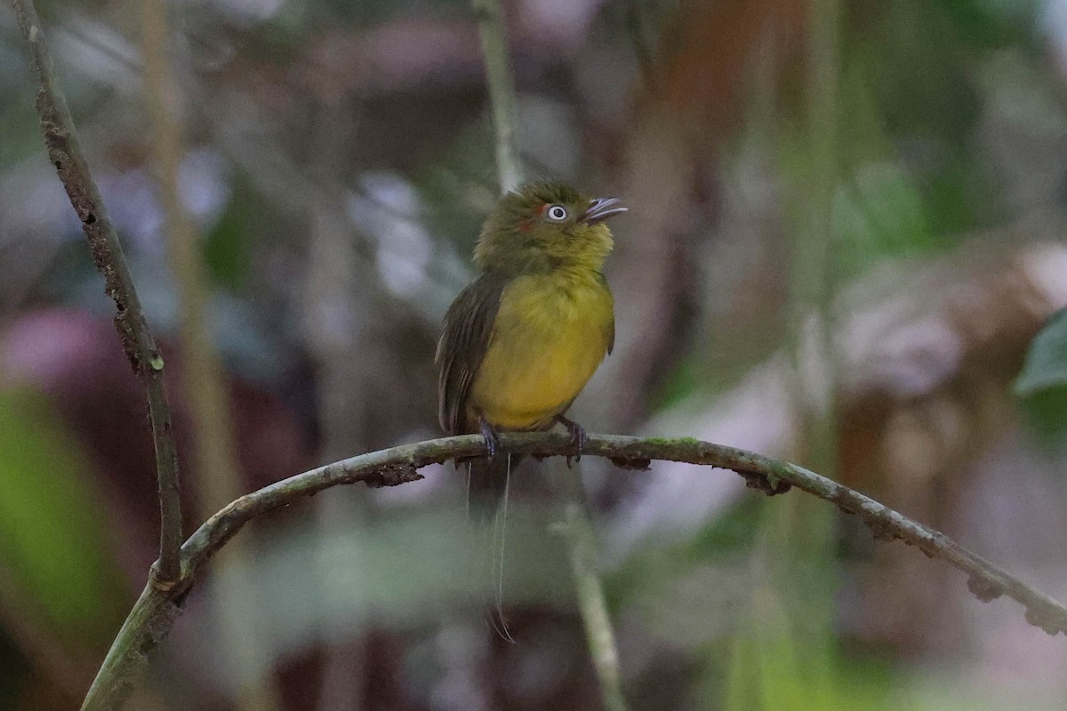 Wire-tailed Manakin - ML513807801