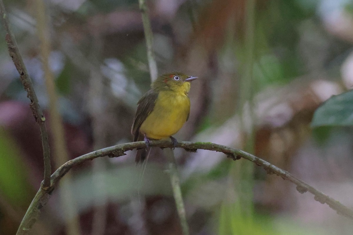 Wire-tailed Manakin - ML513807811