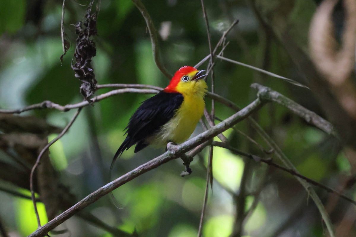 Wire-tailed Manakin - ML513807821