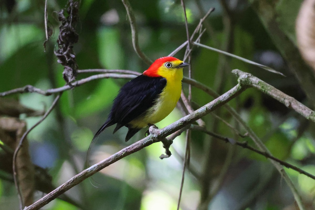 Wire-tailed Manakin - ML513807831