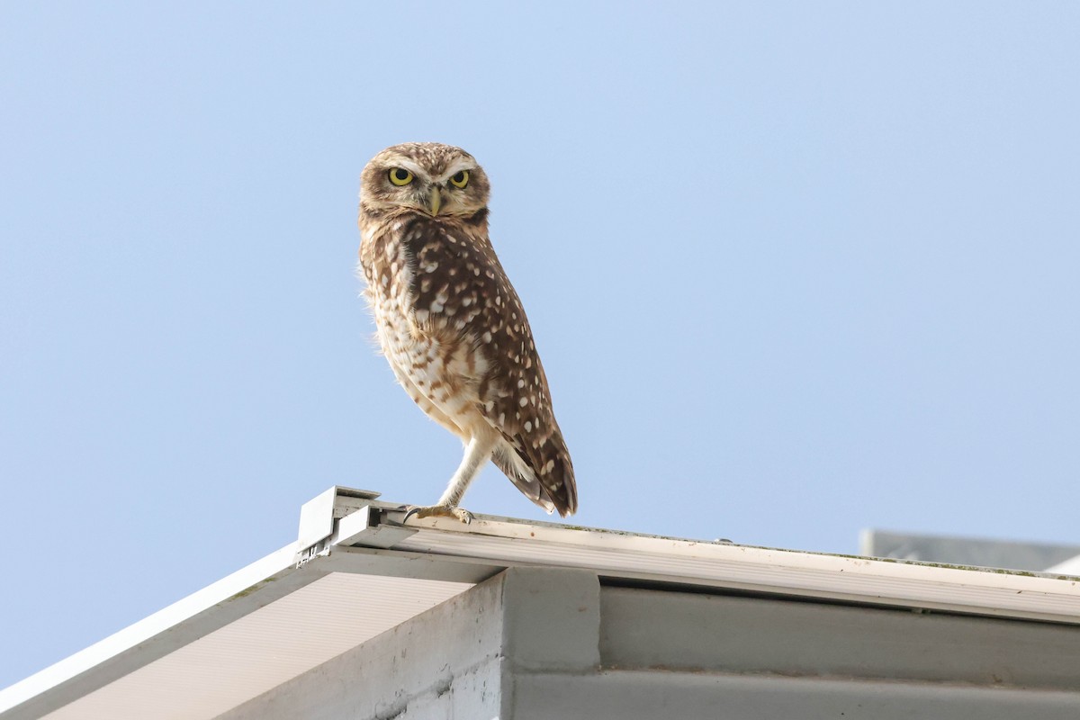Burrowing Owl - ML513808021