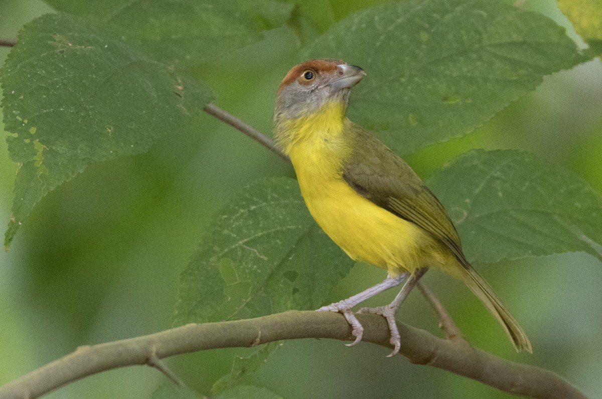 Rufous-browed Peppershrike - ML513809161