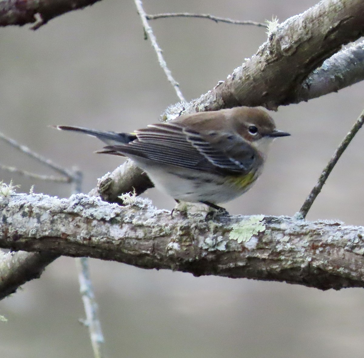 Yellow-rumped Warbler - ML513810331