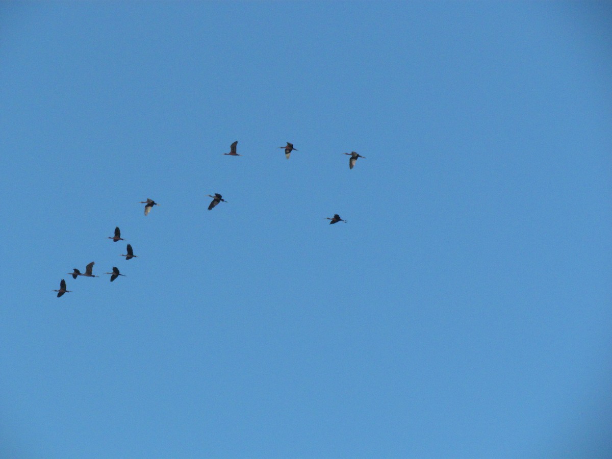 Beltzaran arrunta - ML513810391