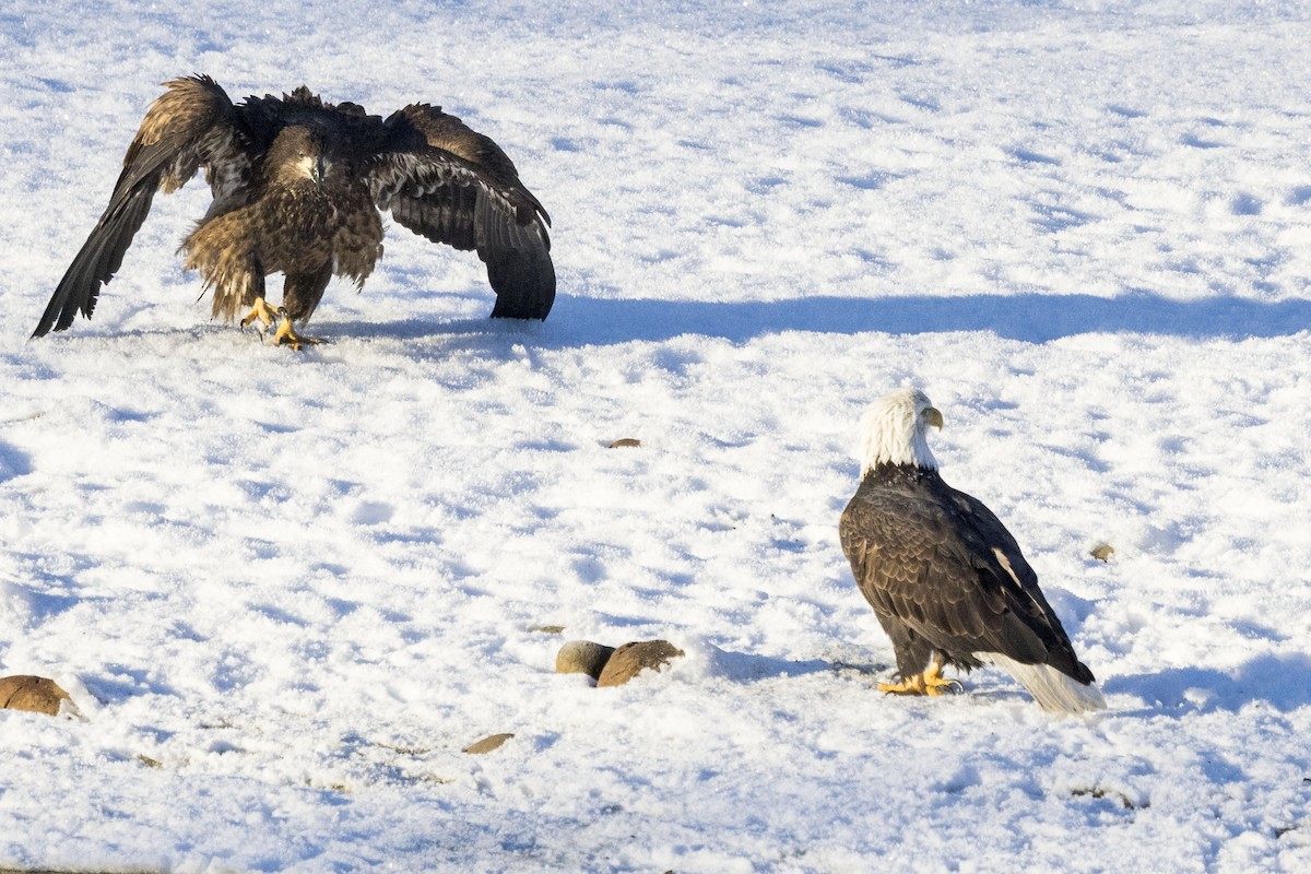 Bald Eagle - ML513810921