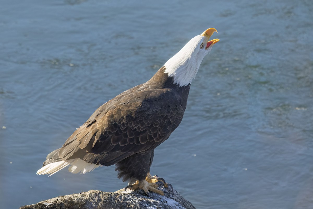 Bald Eagle - ML513811021