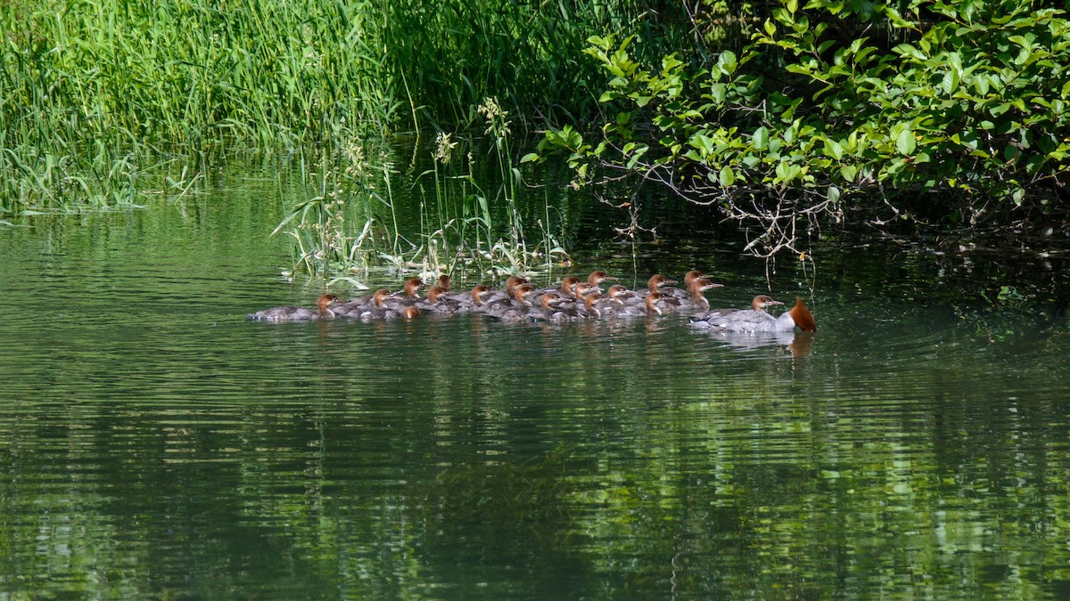 Common Merganser - ML513811281