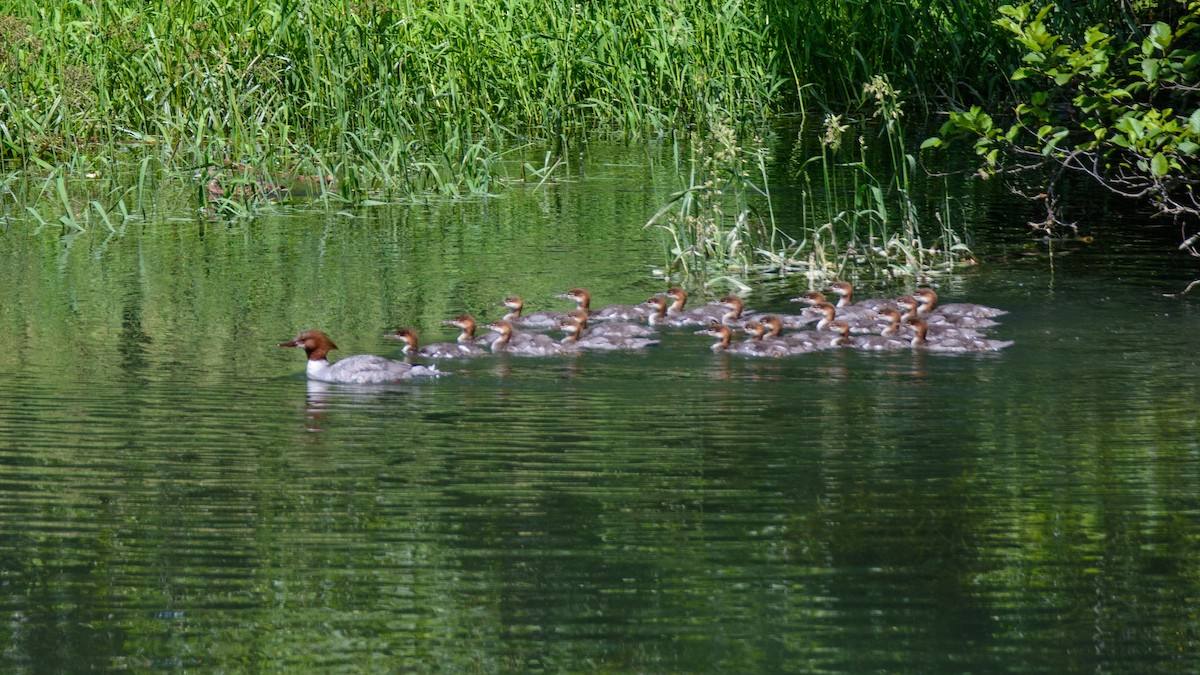 Common Merganser - ML513811291