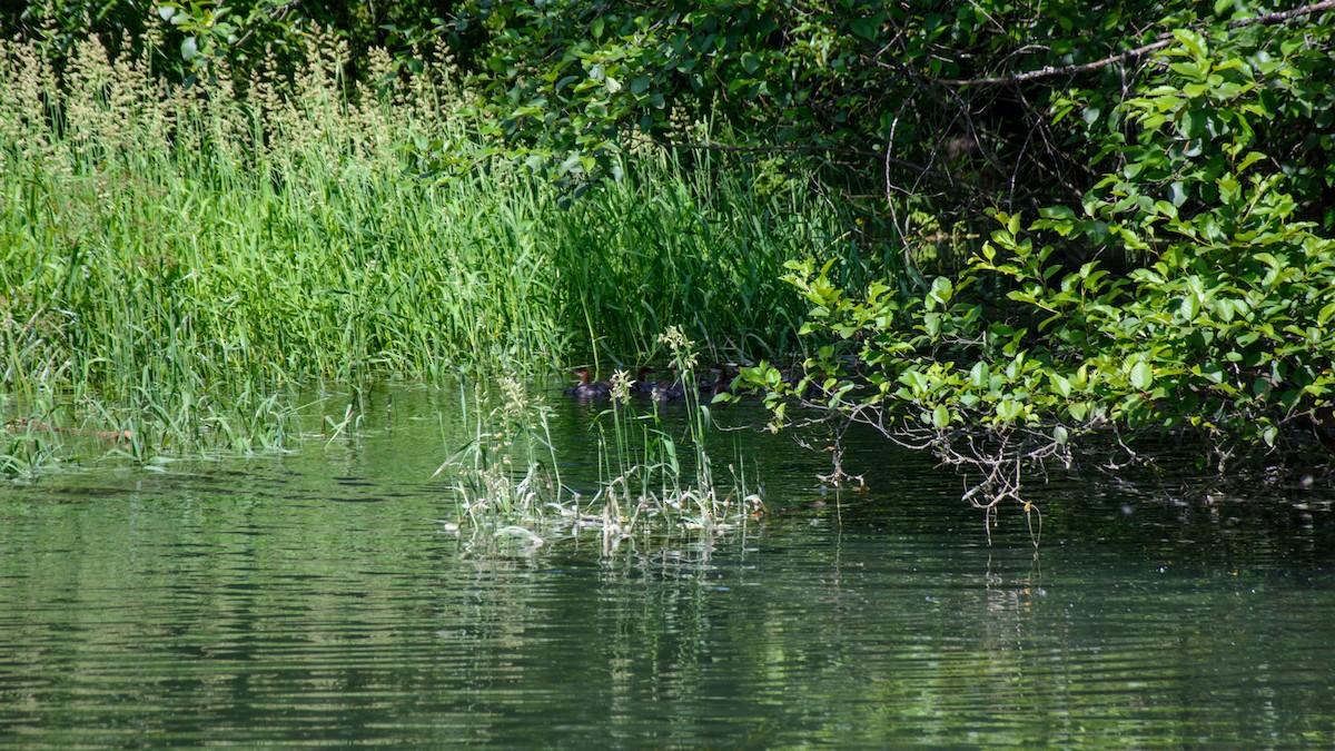 Common Merganser - ML513811301