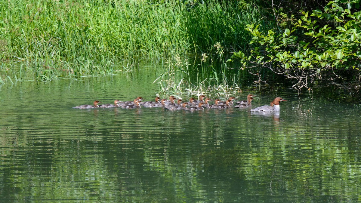 Common Merganser - ML513811311