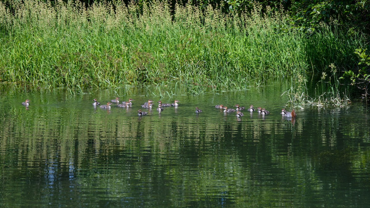 Common Merganser - ML513811321