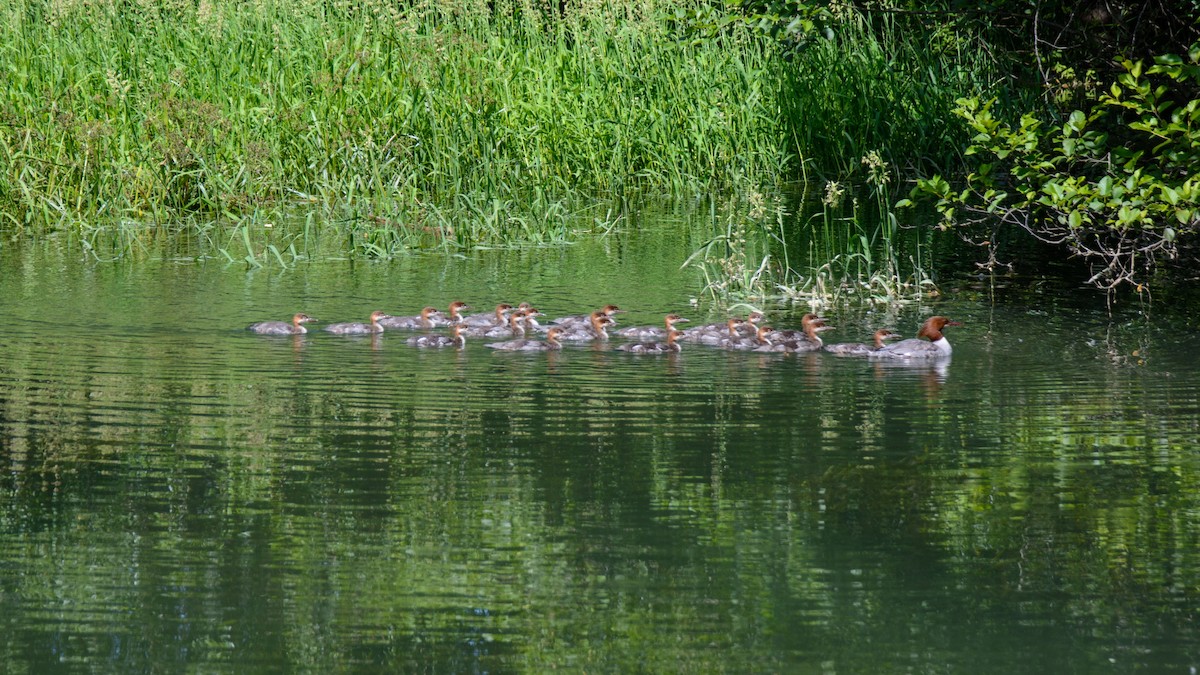 Common Merganser - Cliff Jennings