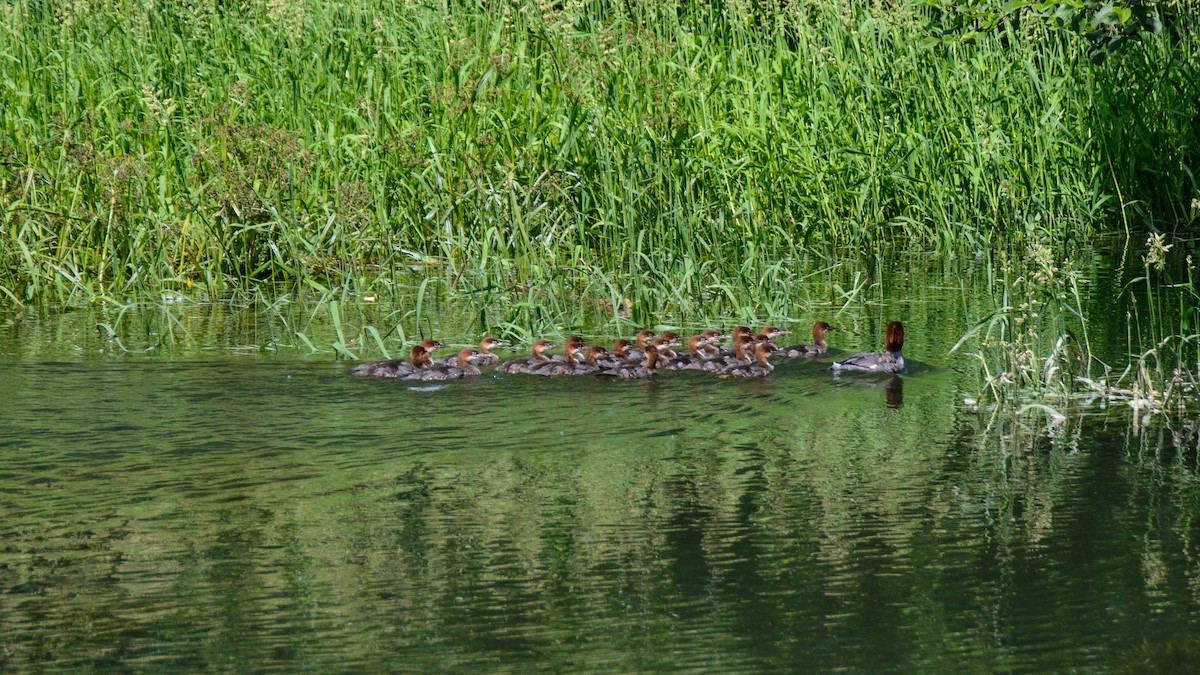 Common Merganser - ML513811341