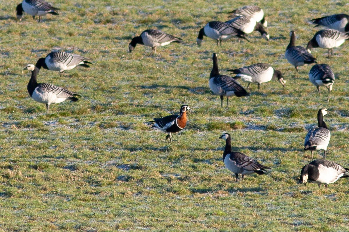 Red-breasted Goose - ML513811381