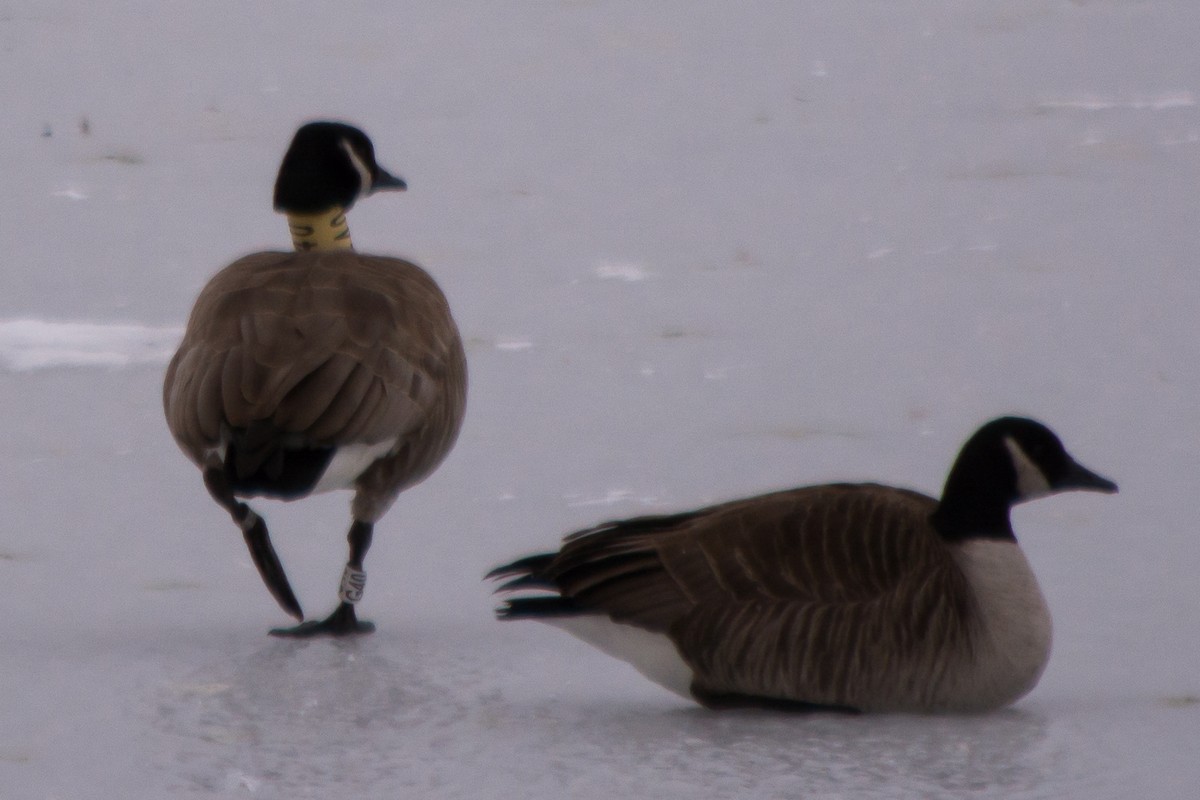 Canada Goose - ML51381141