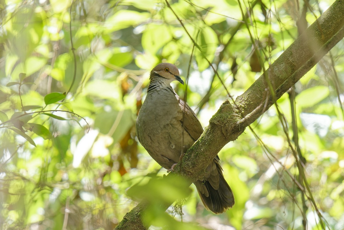 White-throated Quail-Dove - Holger Teichmann