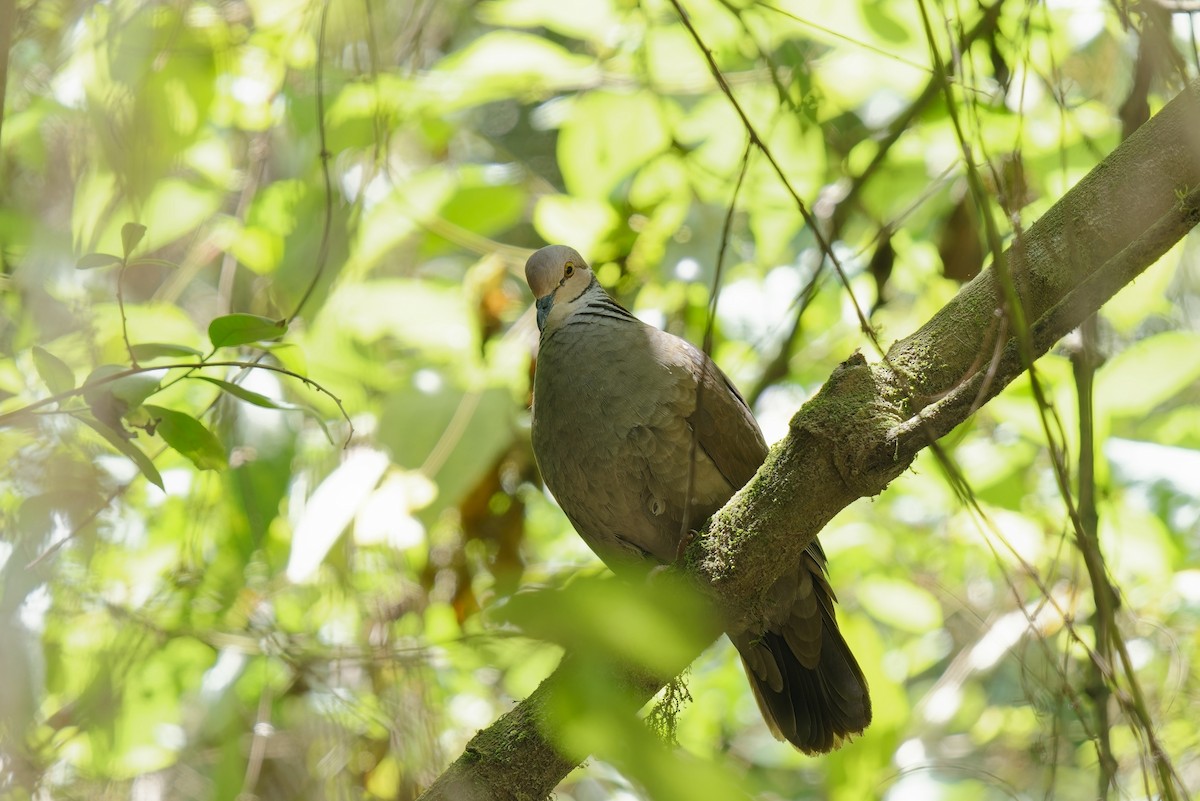 White-throated Quail-Dove - Holger Teichmann