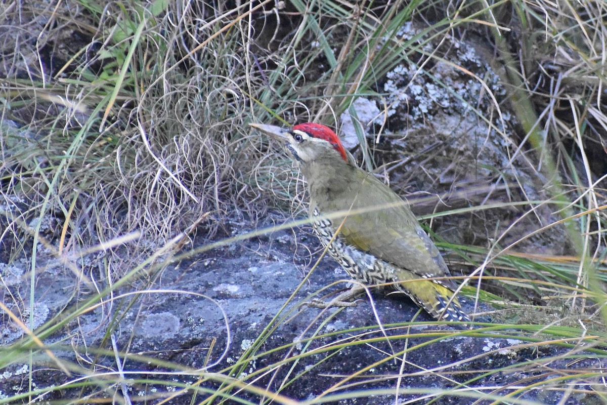 Scaly-bellied Woodpecker - Samyak Vakil