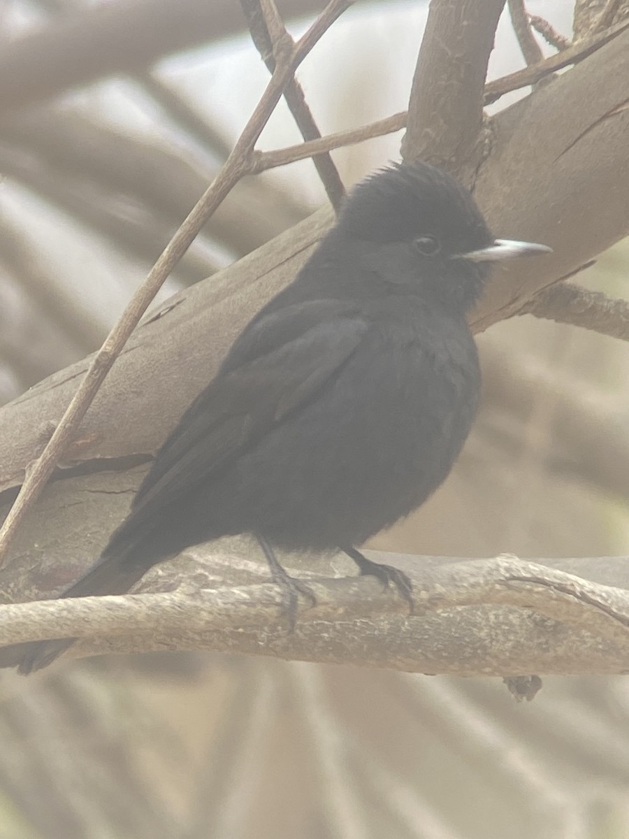 White-winged Black-Tyrant - ML513812171