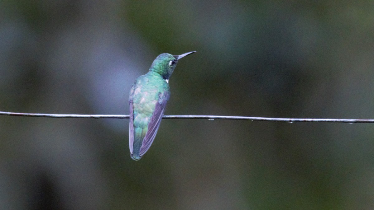 White-throated Daggerbill - Rick Folkening