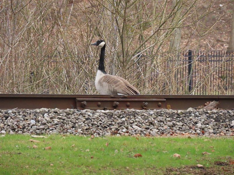 Canada Goose - Tracy The Birder