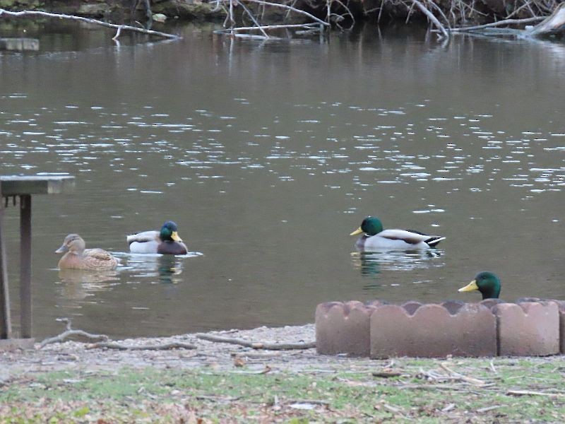 Canard colvert - ML513814711