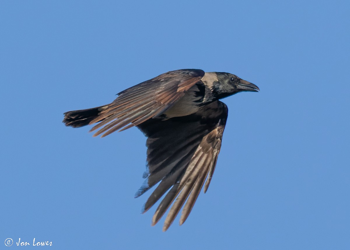 Hooded Crow - ML513815311