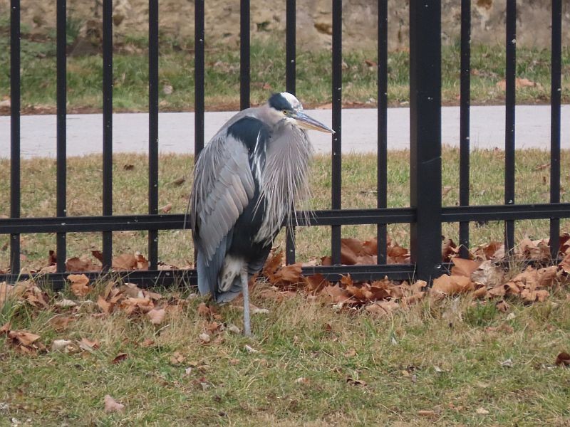 Garza Azulada - ML513815951