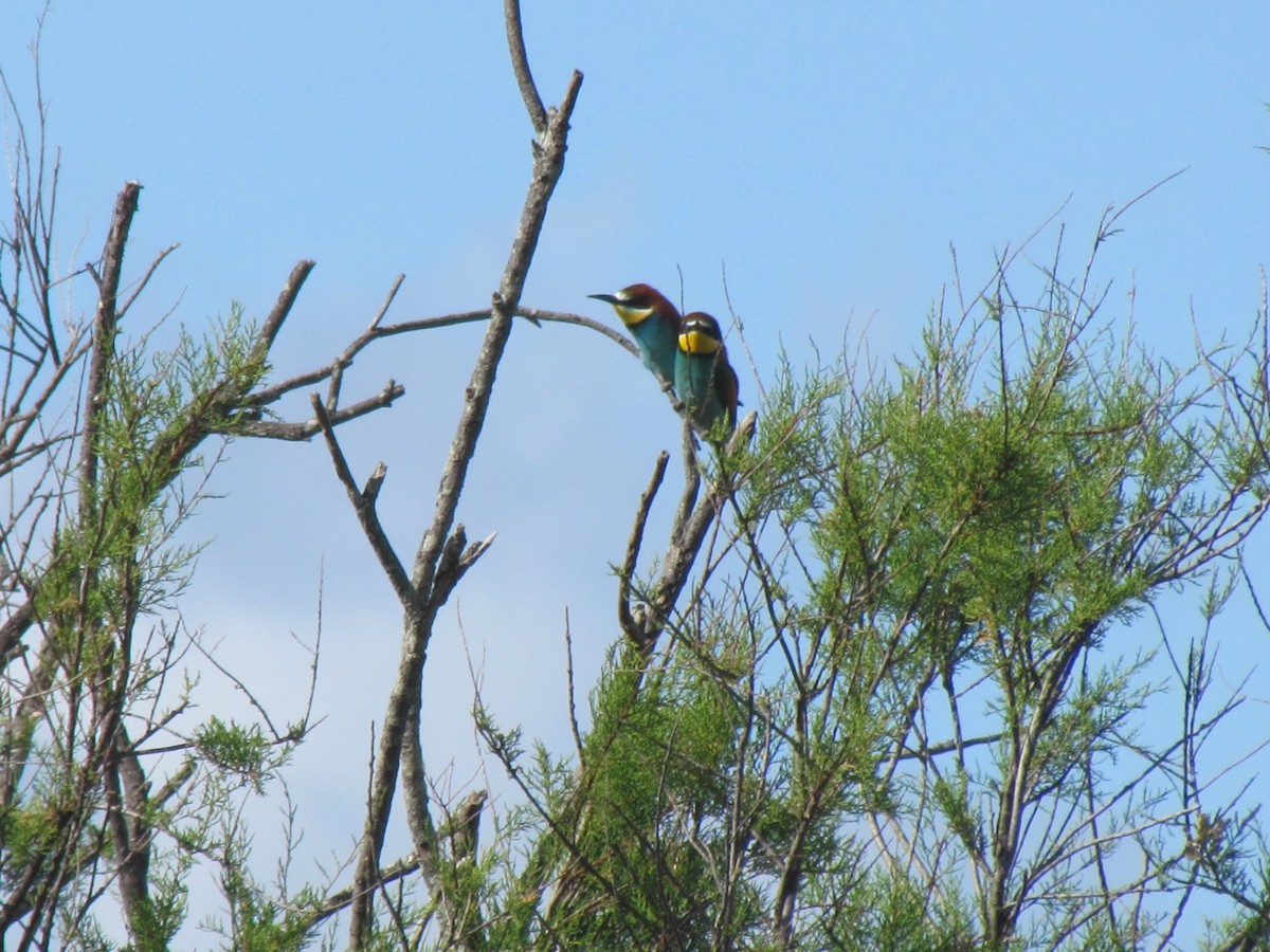 European Bee-eater - ML513816861