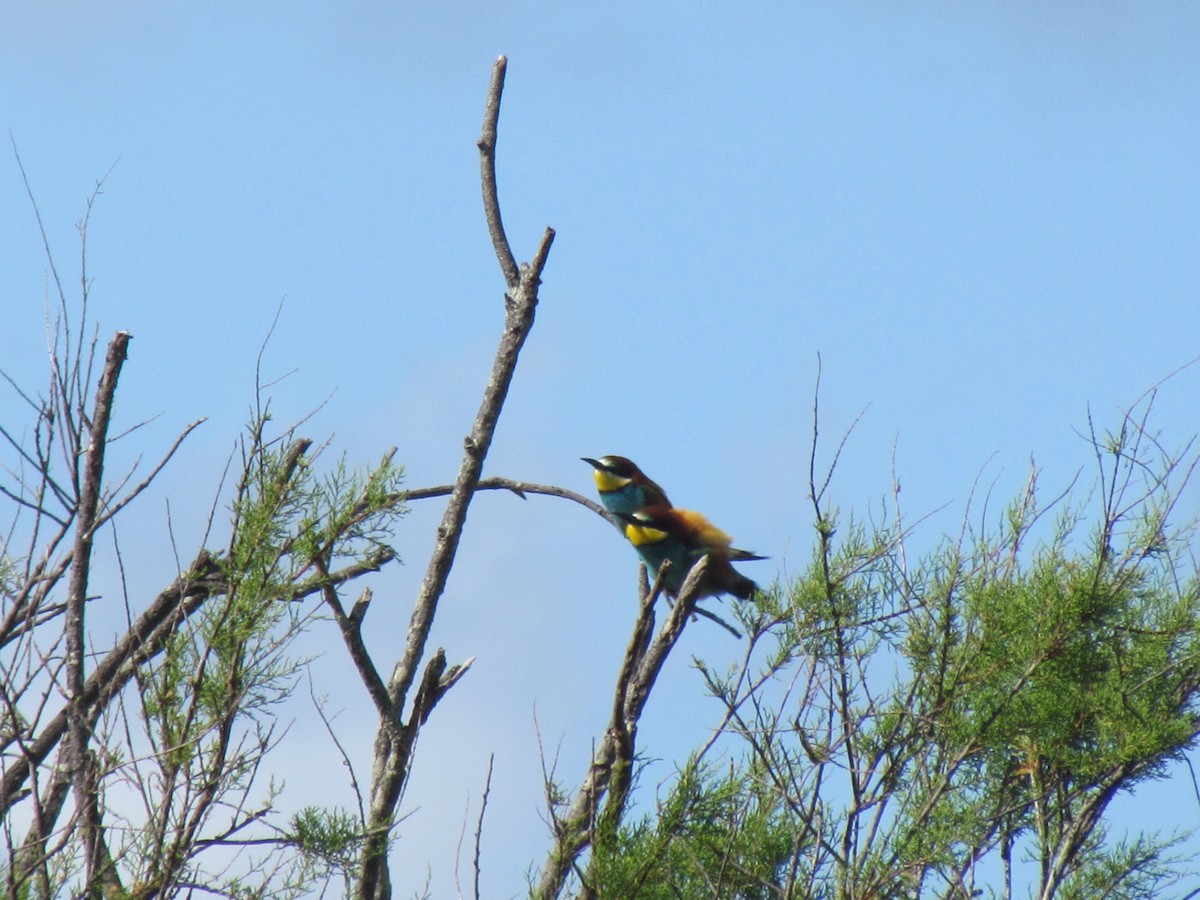 European Bee-eater - ML513816871