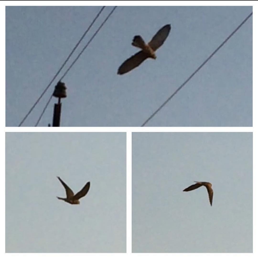 Lesser/Eurasian Kestrel - Zulfu Farajli