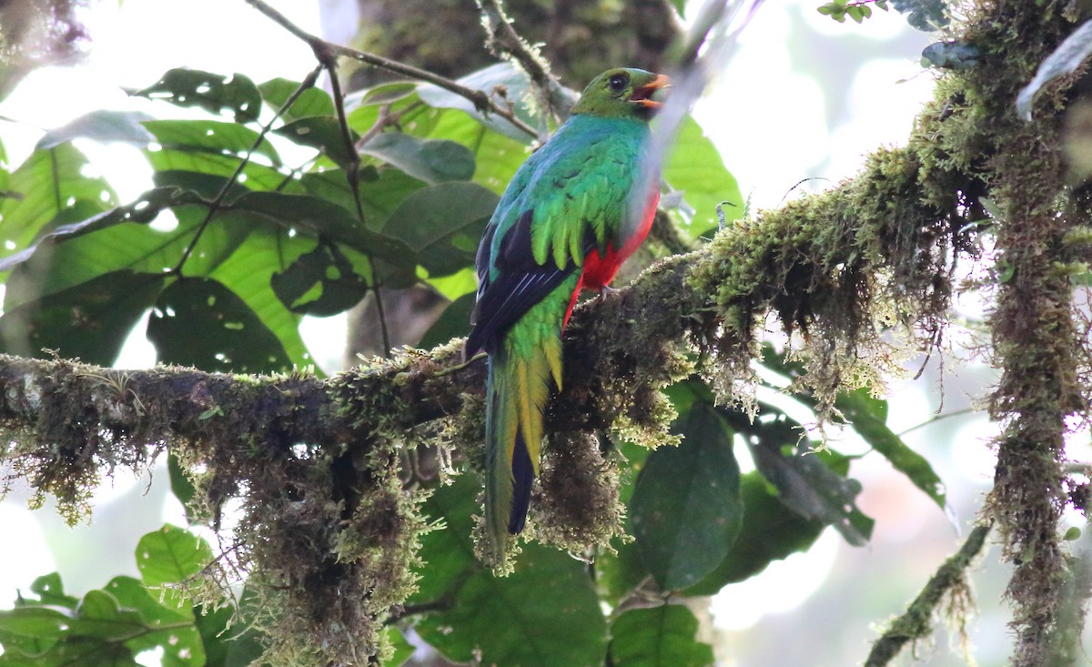 Quetzal Cabecidorado - ML51381861