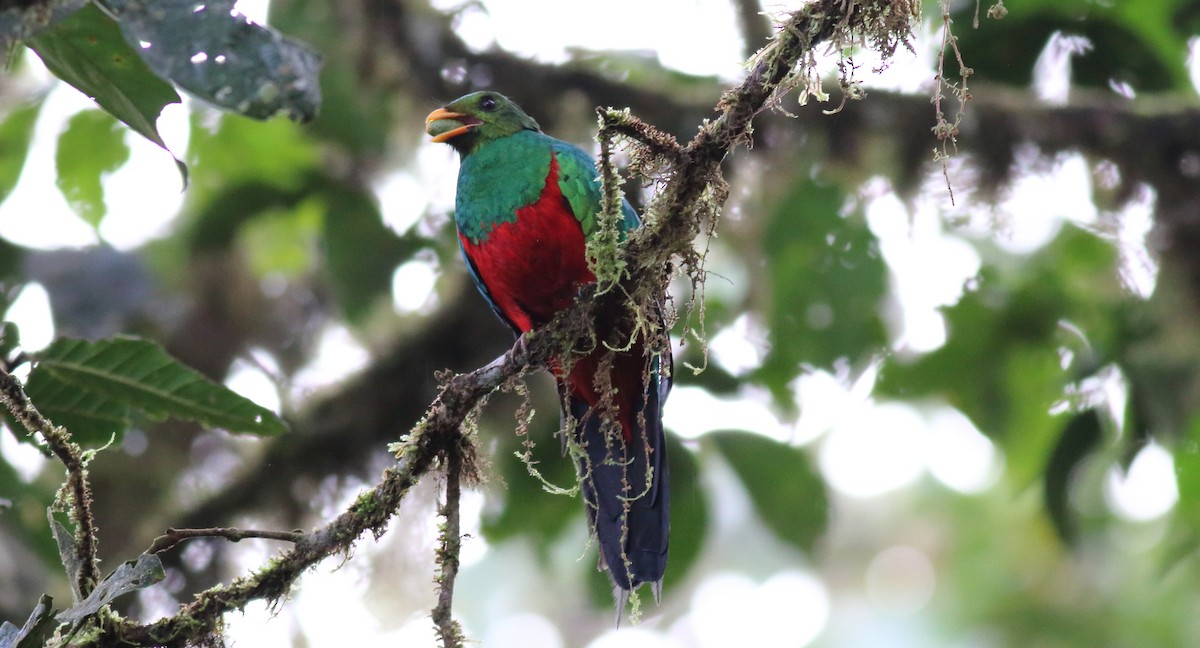 Quetzal Cabecidorado - ML51381871