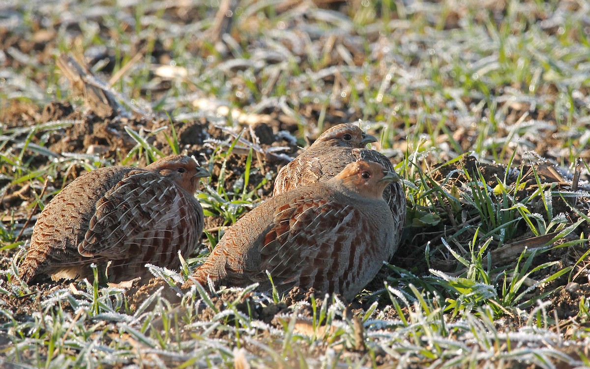 Gray Partridge - ML513821591