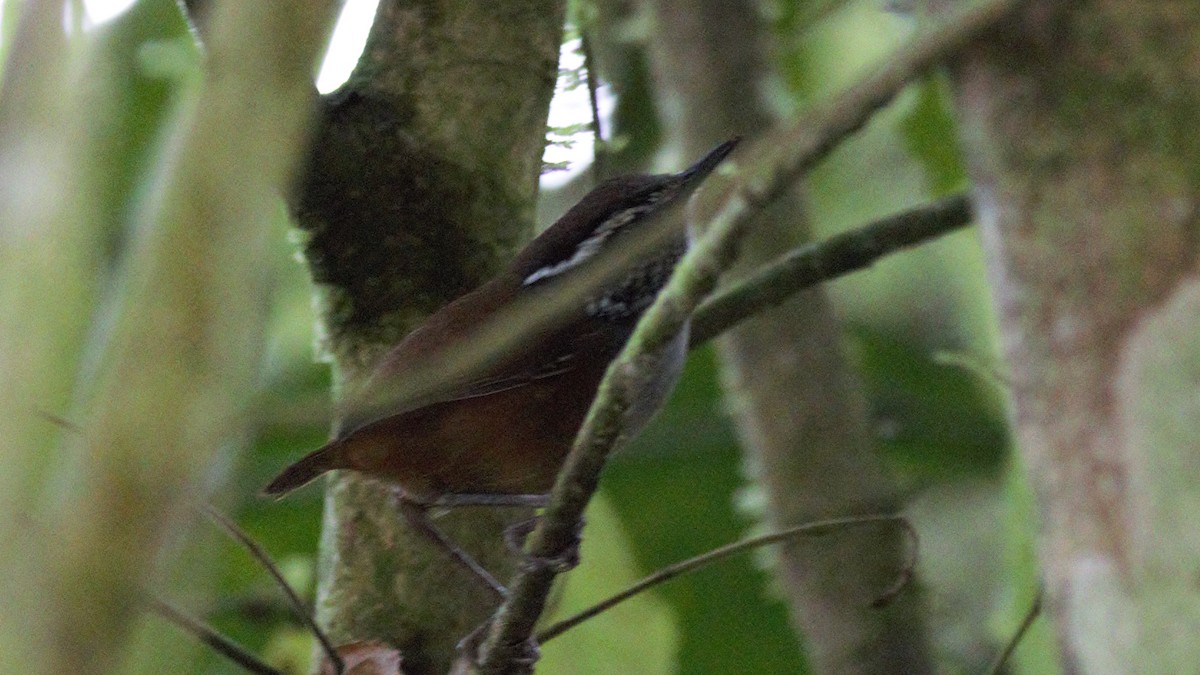 Gray-breasted Wood-Wren - Rick Folkening