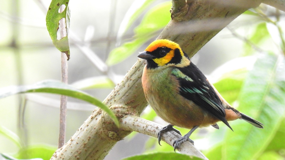 Flame-faced Tanager - Rick Folkening