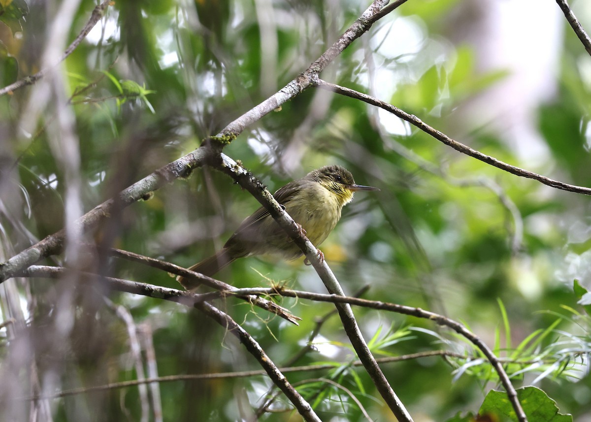 Long-billed Bernieria - Brendan Ryan