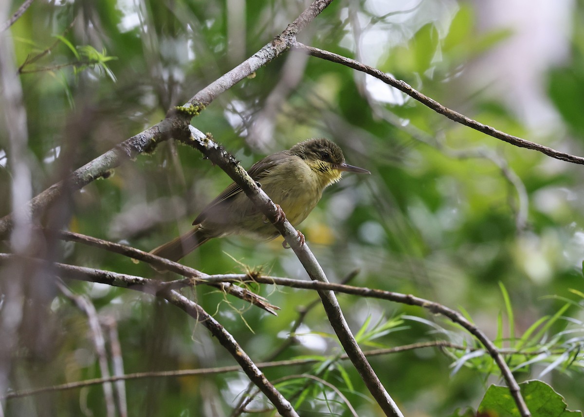 Long-billed Bernieria - Brendan Ryan