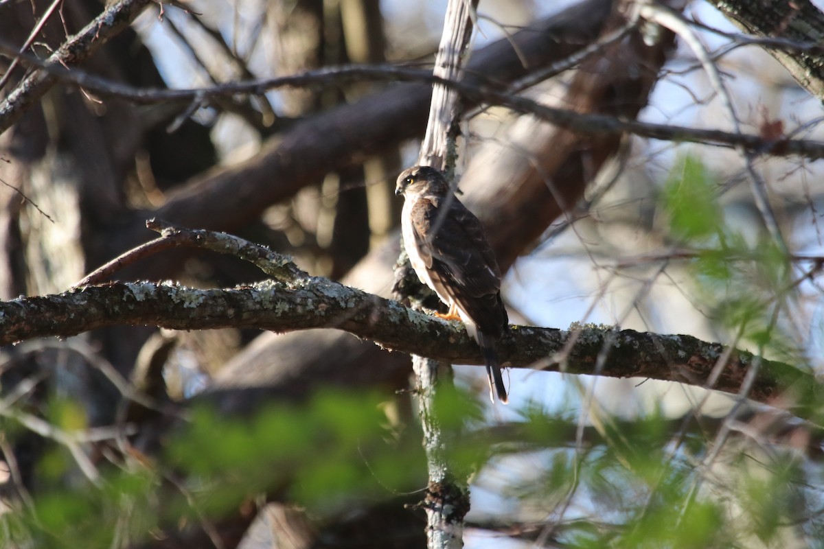 eBird Checklist 17 Dec 2022 International Harvester Managerial Park