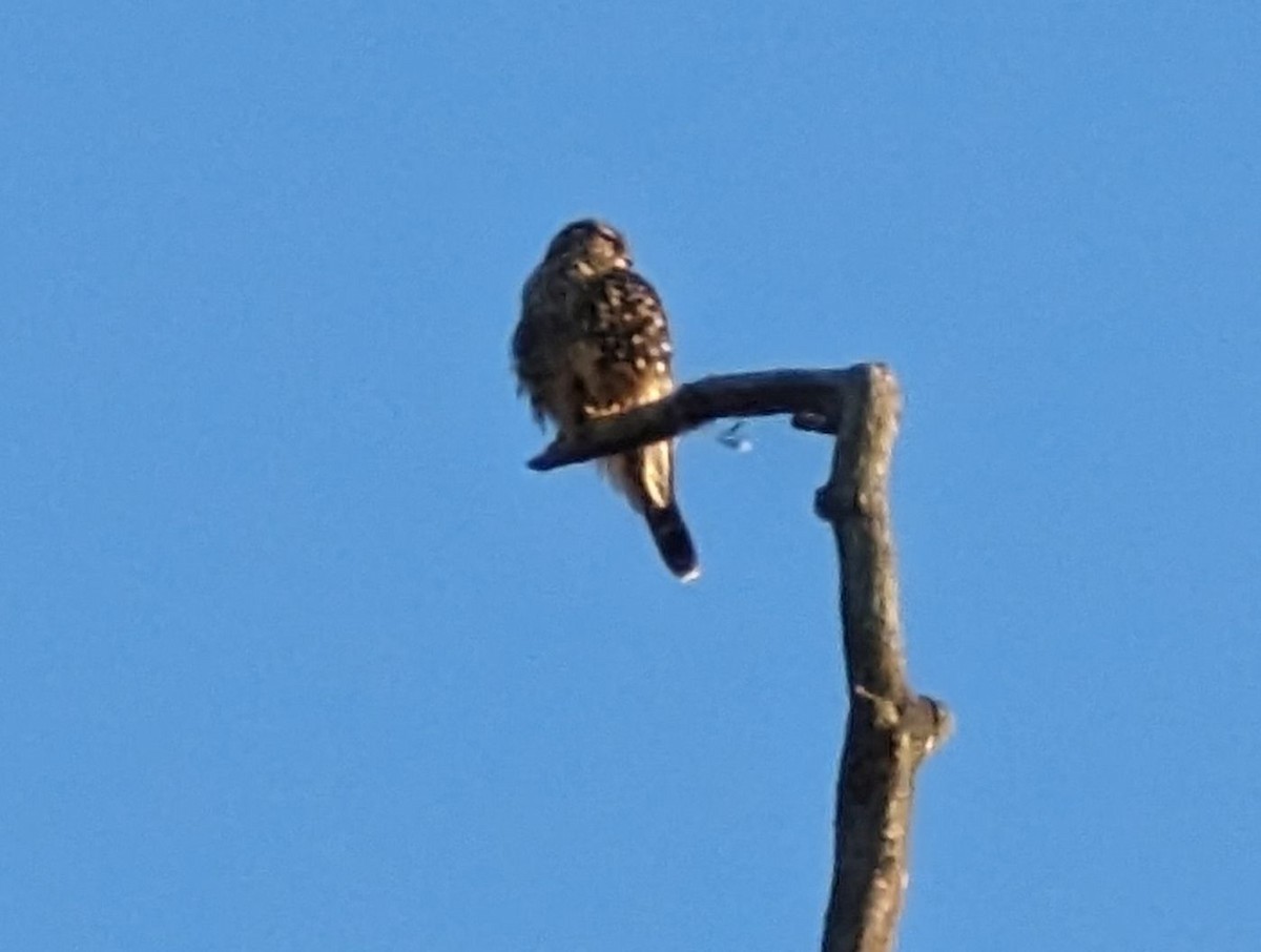 Boz Doğan - ML513826071