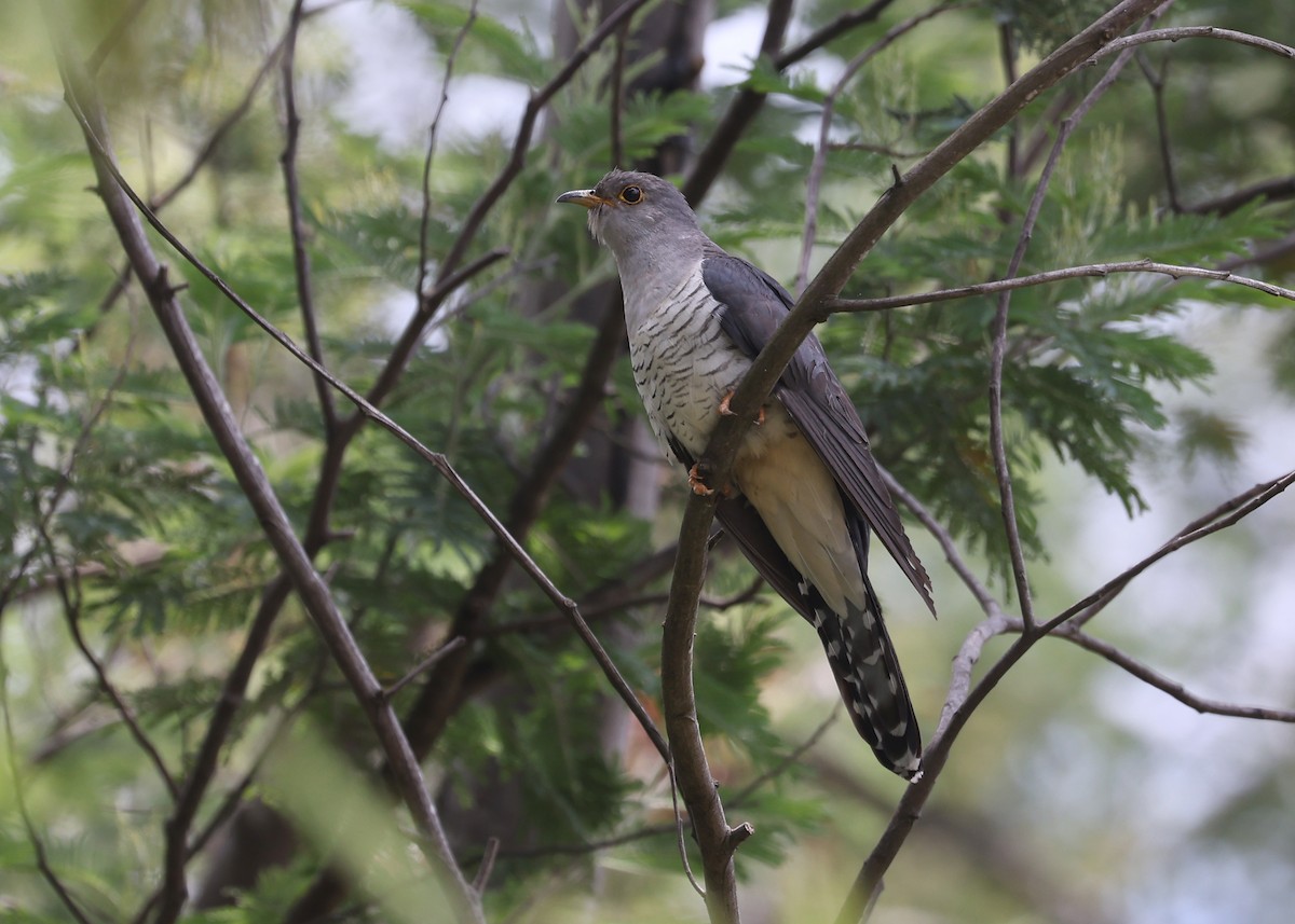 Madagascar Cuckoo - ML513826521